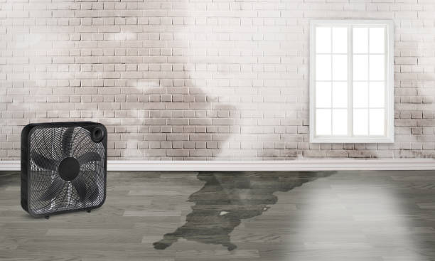 Best Fire Damage Restoration  in South Rockwood, MI